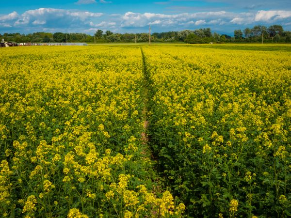 Flowering fields of yellow rapeseed. Sunny spring day. Nature.