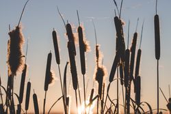 Reeds with fluffs at sunset