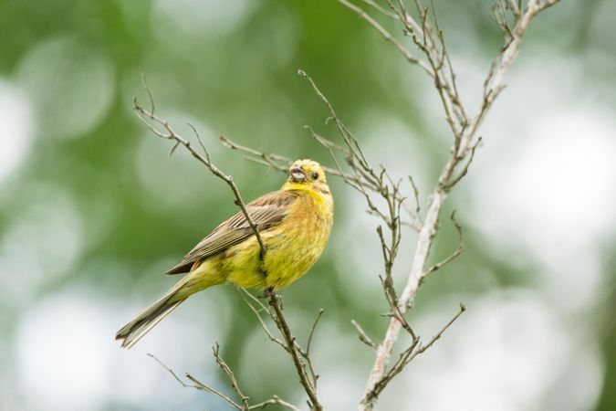 Yellow canary perching on tree branch