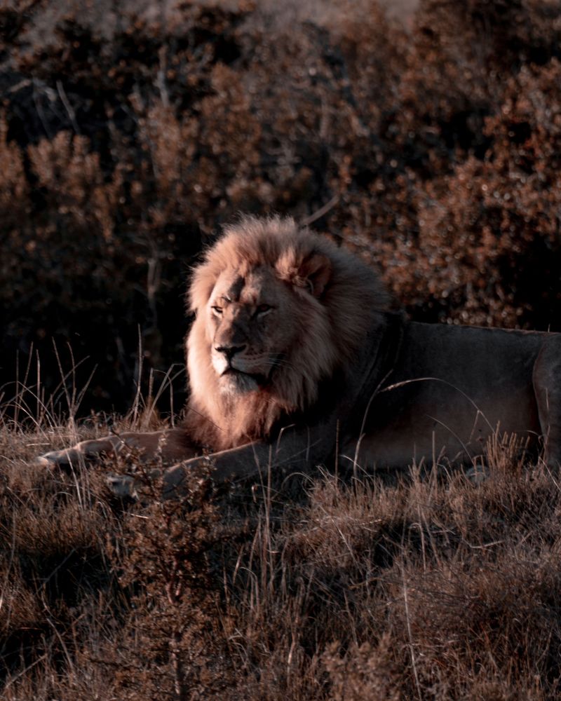 Lion lying on brown grass