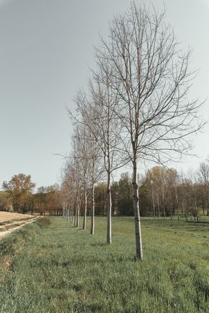 Leafless trees on green grass field during daytime