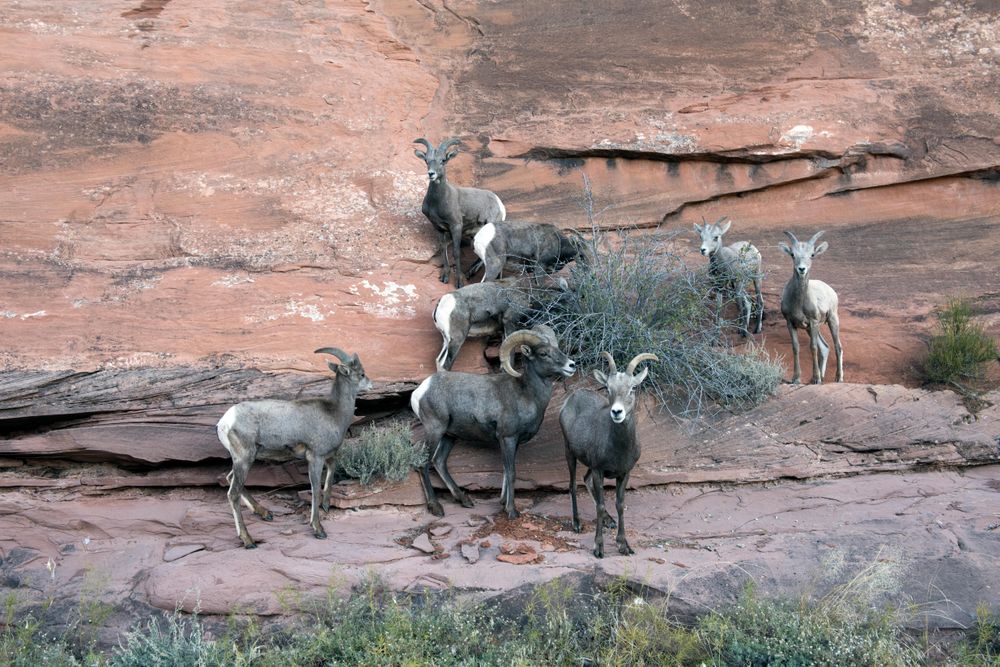 Herd of Bighorn sheep standing against rock in Colorado