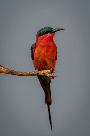 Southern carmine bee-eater stares right on branch