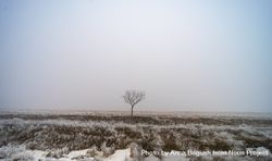 Moody single tree on wintry landscape in kakheti 4NWz8b