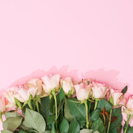 Row of flowers on pink background