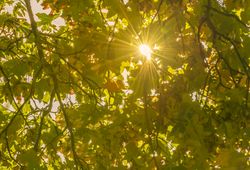Warm sun and its rays through autumn leaves