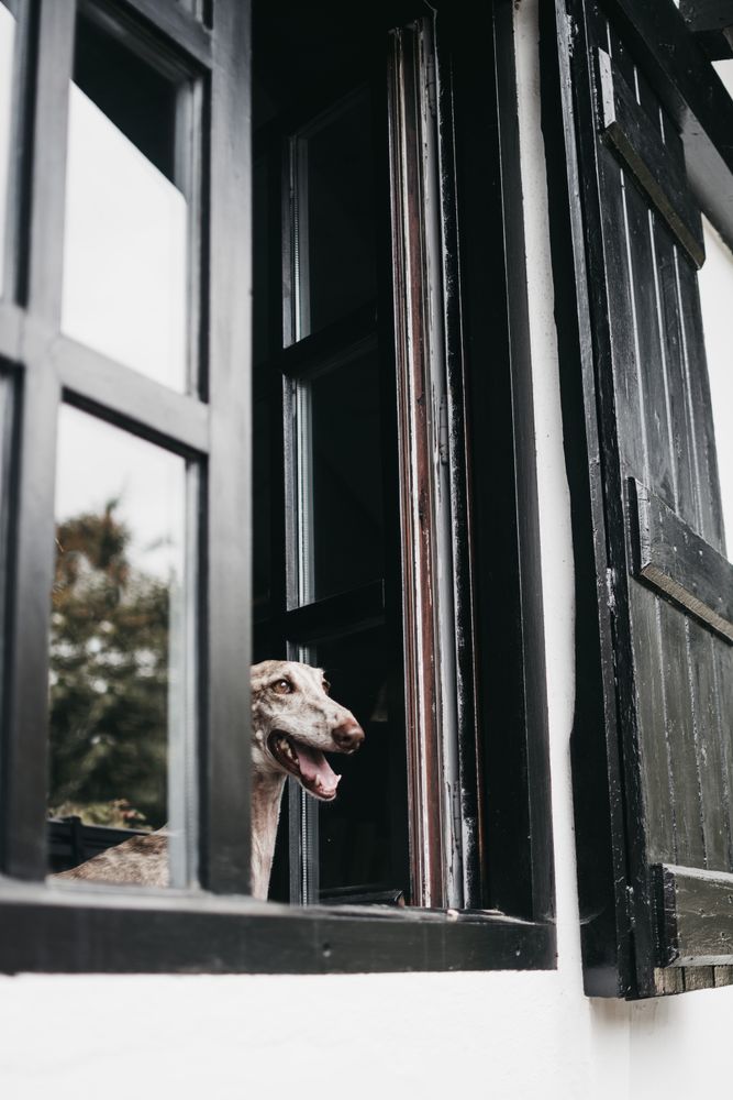 Cute dog looking through window