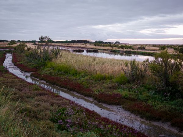 Streams, grasslands, marshes at sunrise on the Ile de Re, France