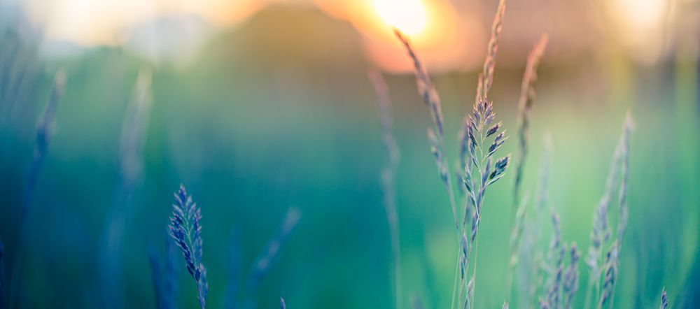 Long grass in a field with blurry background