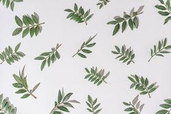 Green branches scattered on light  background