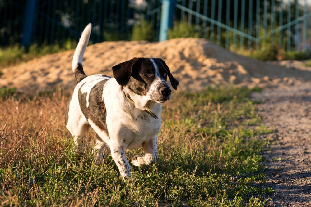 Hound dog trotting along grassy path in urban park.
