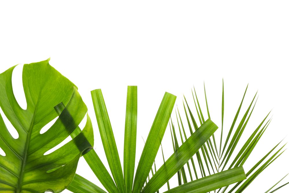 Different leaves of palm isolated on plain background
