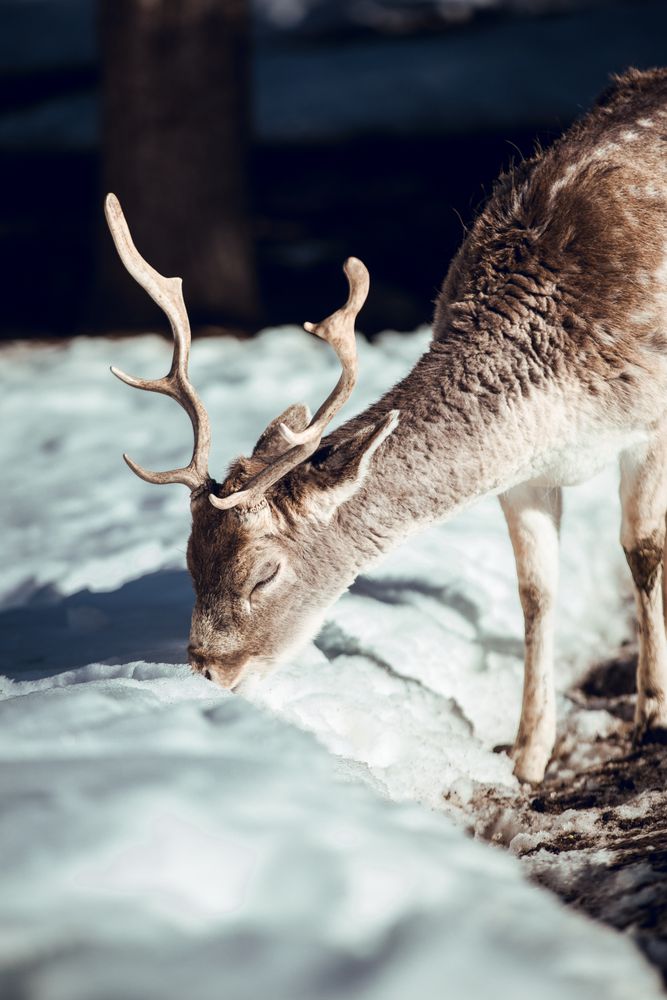 Deer pasturing near trees between snow