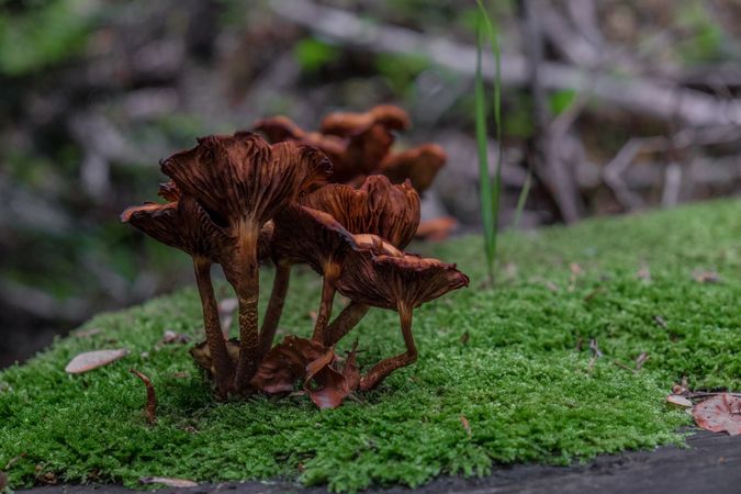 Group of brown mushrooms growing on moss floor of forest