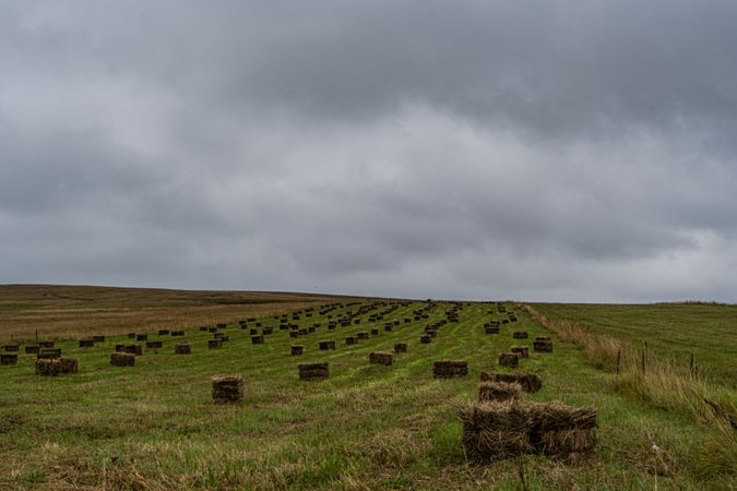 Field in the end of summer
