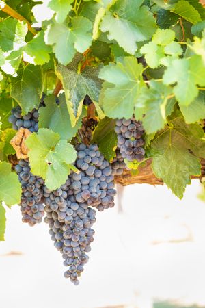 Vineyard with Lush, Ripe Wine Grapes on the Vine Ready for Harvest