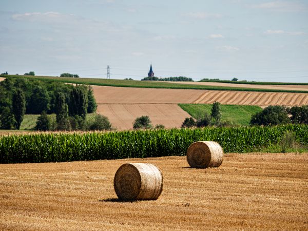 Cylinder-shaped hay bales in the fields of Alsace.
