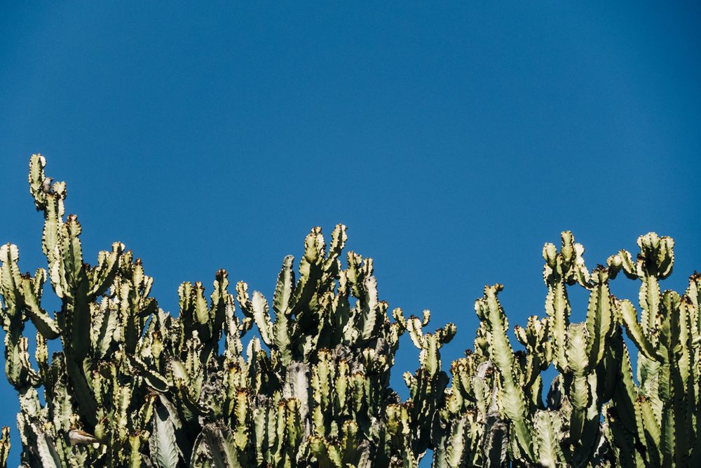 Tall cactus against blue sky