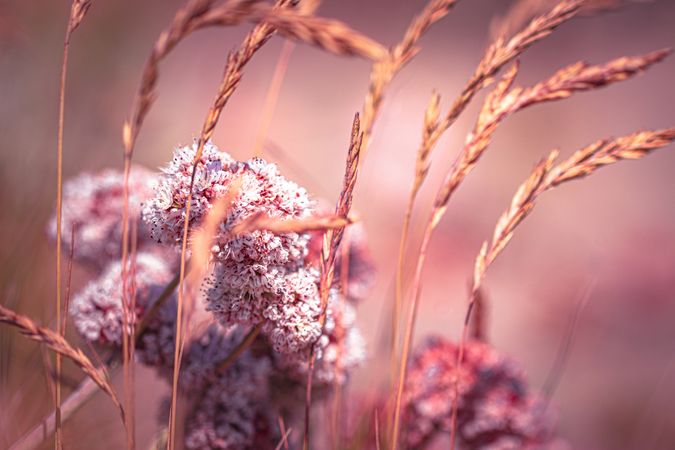 Dry long grass with pinkish hues from the sun
