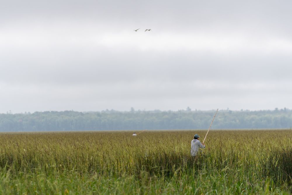 Harvesting wild rice at Rice Lake NWR in Aitkin County, Minnesota