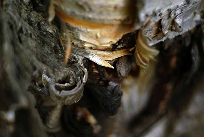 Bark on wood
