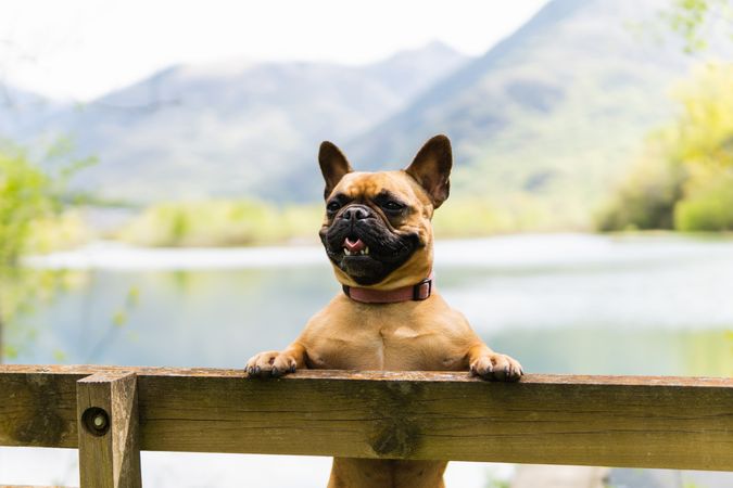 Funny dog standing on hind legs near fence against mountain range