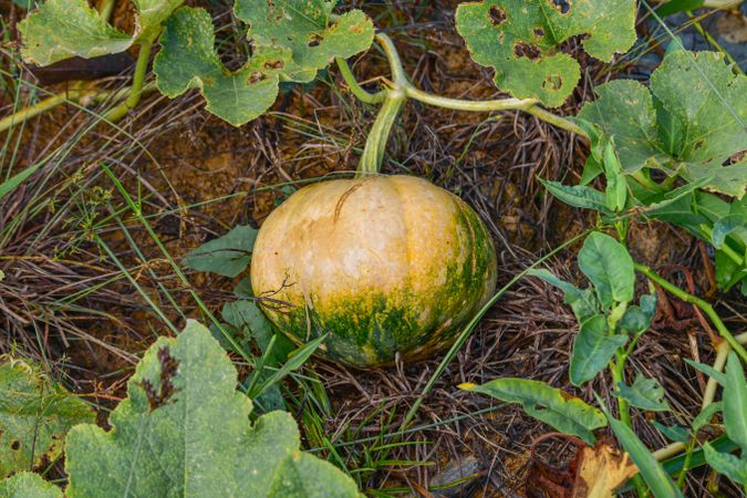 yellow pumpkin growing on the soil
