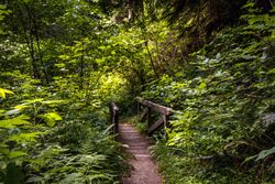 Wooden footpath in lush forest