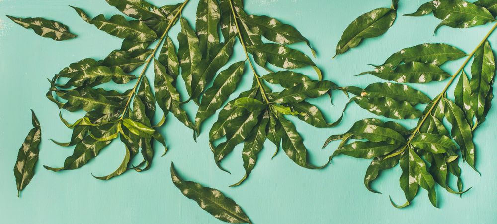Top view of tree branches on mint colored background