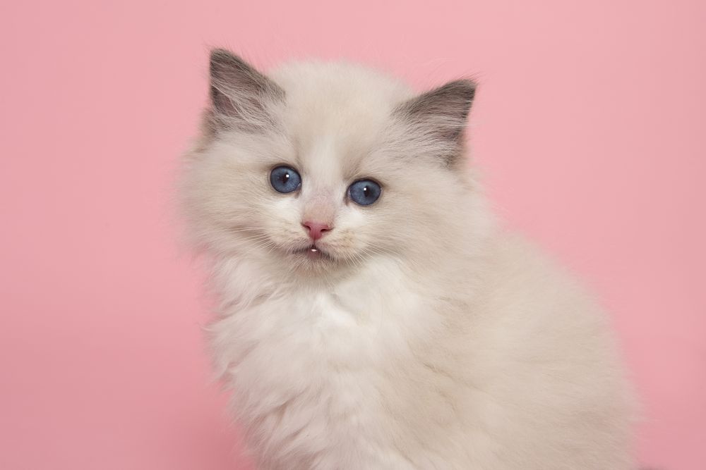Portrait of a cute ragdoll kitten with blue eyes  looking at the camera on a pink background seen from the side