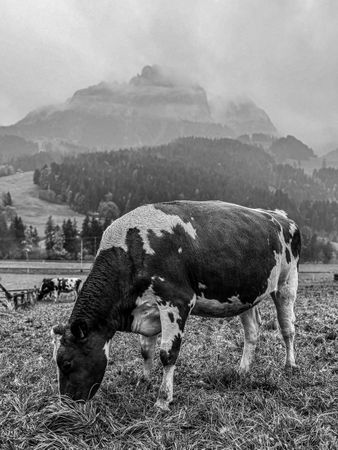 Cow grazing under the Videmanette, b&w