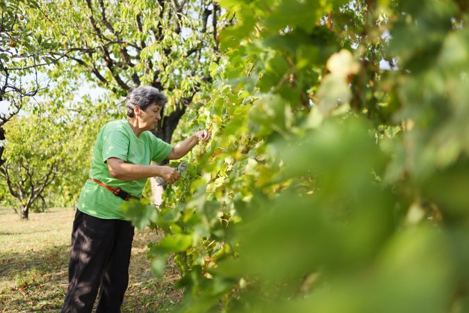 Champagne Grapes Being Picked by Mature Woman on a Sunny Day