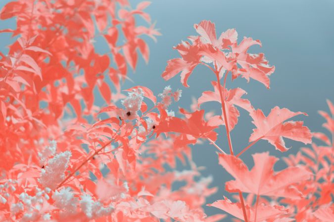 Infrared leaves