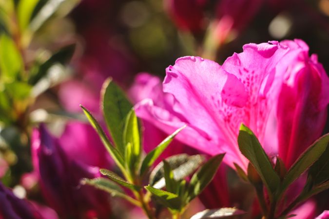 Background with bright pink flowers close up. Blossom pink flowers.