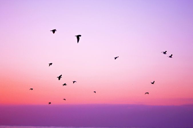 Silhouette of birds flying under pink sky during sunset