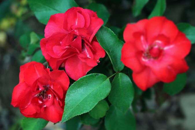 Red roses in the summer garden.
