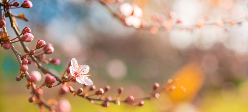 Pink cherry blossom branch with flower and buds, wide shot