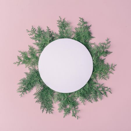 Christmas frame made of winter plants on pink table background