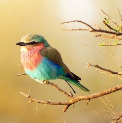 Rollers bird on brown tree branch