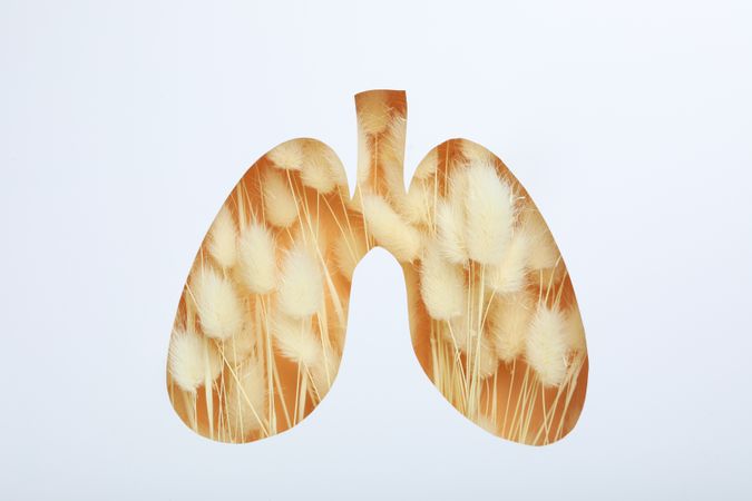 Lung shape cut out of paper with dried rabbit tail underneath