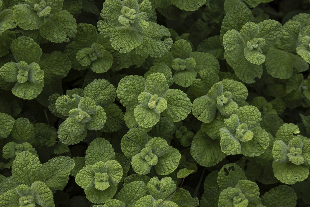 Mint plant. Leaves of medicinal plant. Lush green background of nature
