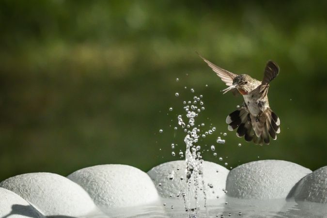 Hummingbird in Flight