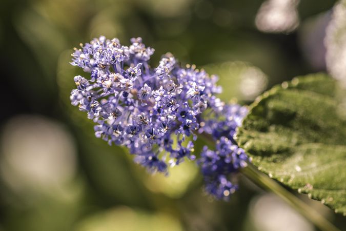 Side view of delicate purple flowers growing in the sun