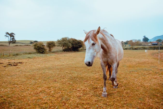 Horse grazing in dry field