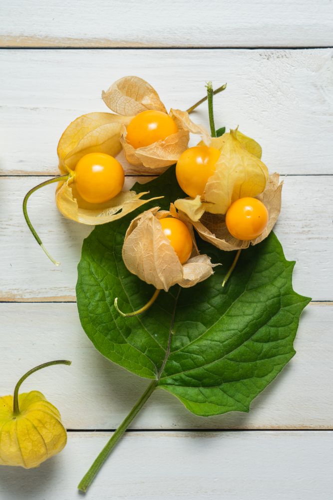 Physalis fruit (Physalis peruviana) also called uchuva, cape gooseberry or gold berries
