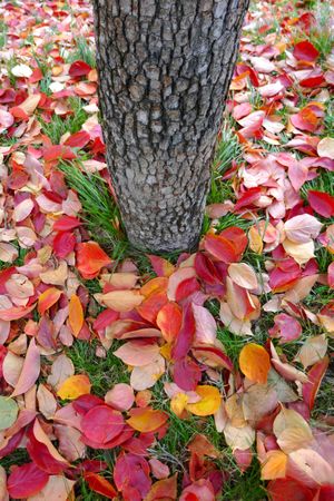 Autumn leaves at the foot of a trunk