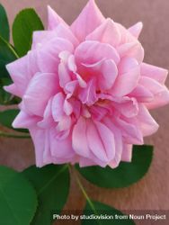 Pink pearl rose with leaves 5qXEw0