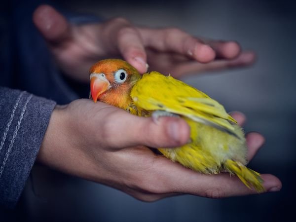 Crop person bonding adorable yellow lovebird in hand