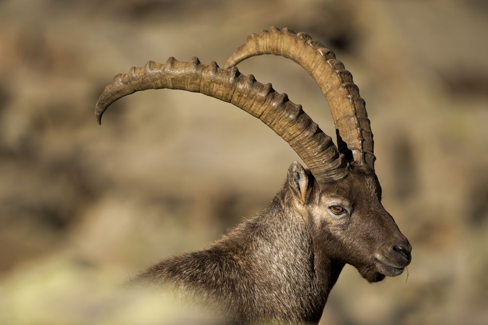 Isolated ibex long horn sheep Steinbock