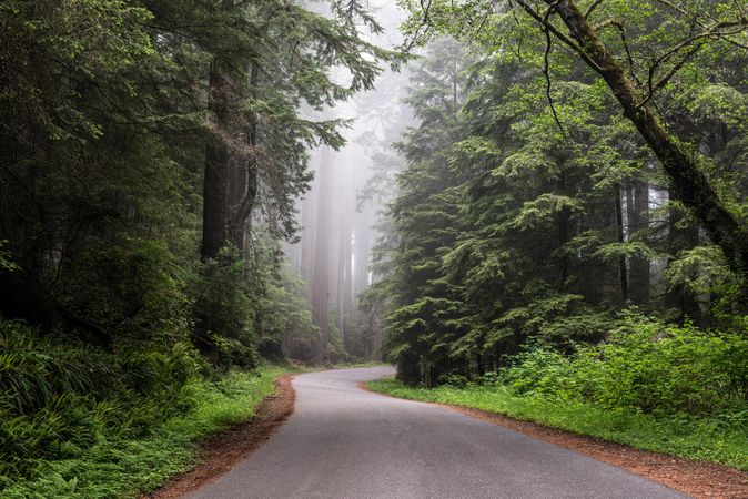 View down misty road in Redwood National Park